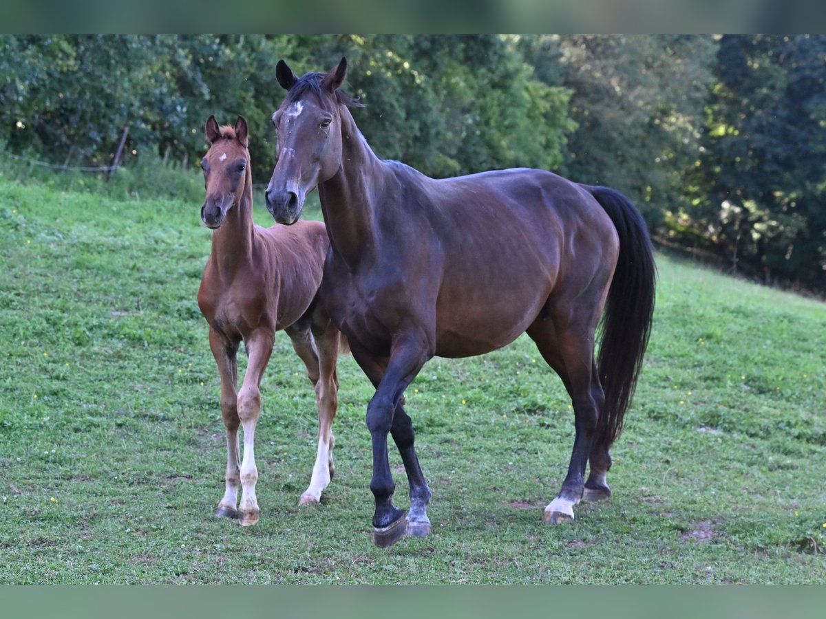 Westfaal Hengst Veulen (05/2025) Donkere-vos in Bensheim