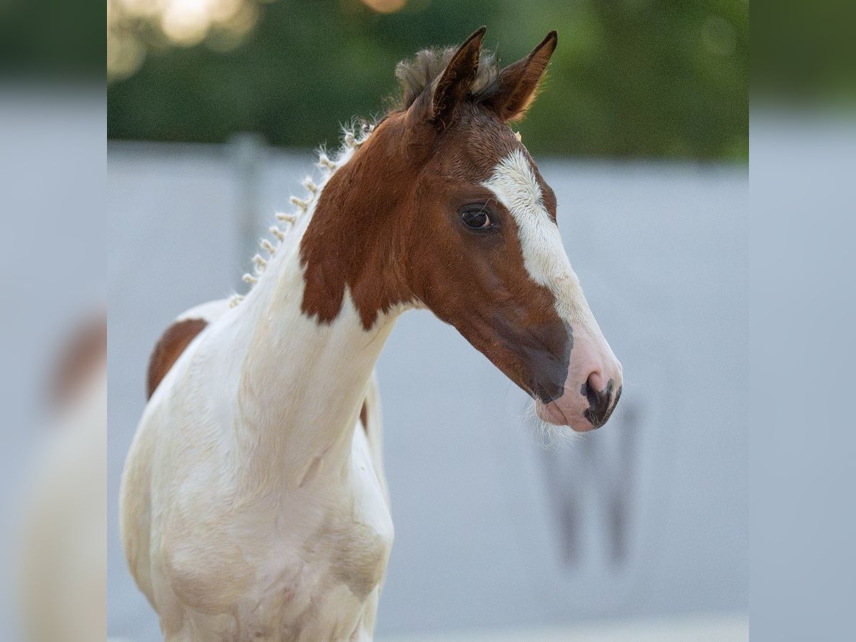 Westfaal Hengst veulen (06/2024) Gevlekt-paard in Münster-Handorf