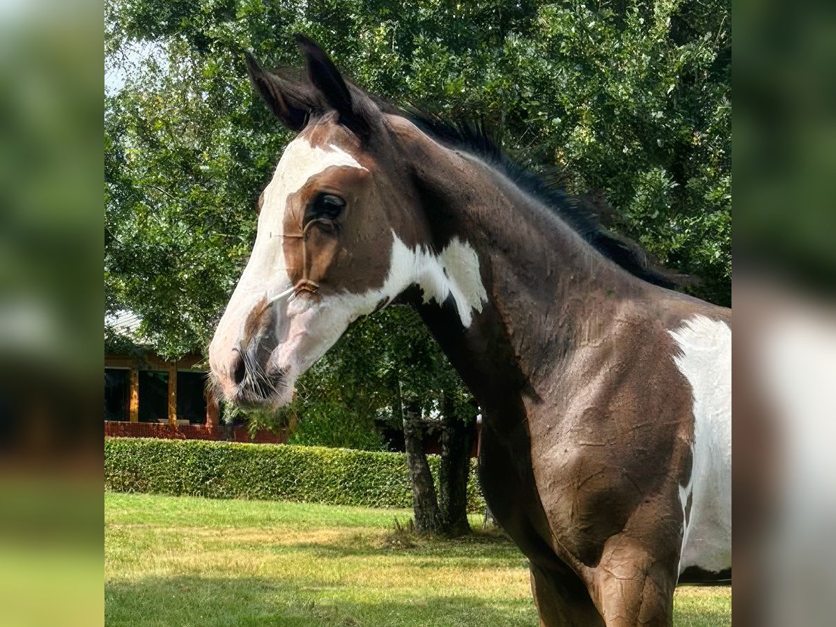 Westfaal Hengst veulen (05/2024) Gevlekt-paard in Münster-Handorf