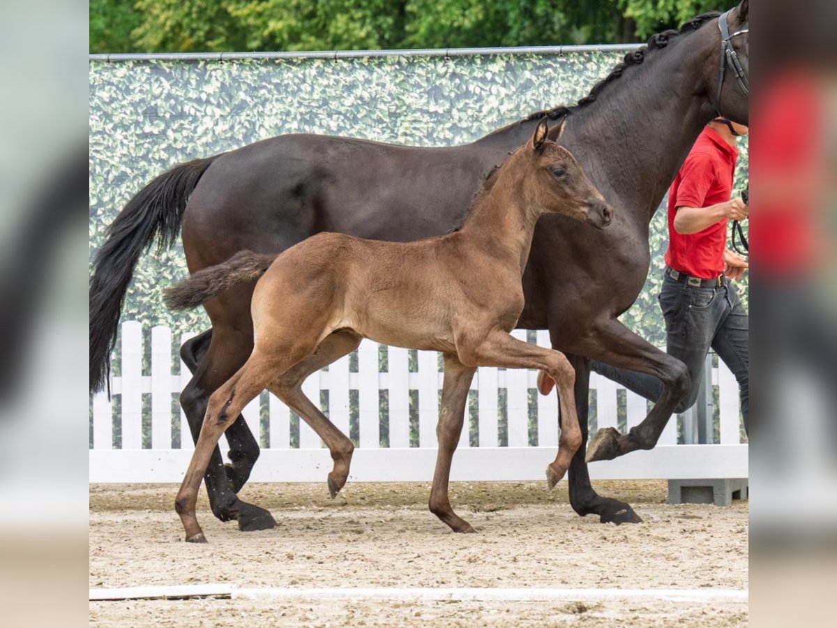 Westfaal Hengst Veulen (05/2025) Zwart in Westerstede