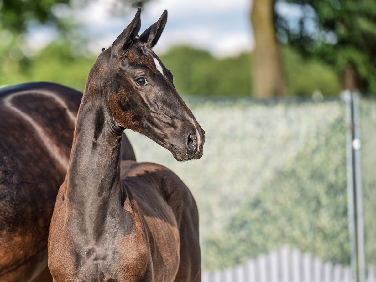 Westfaal Hengst  Zwartbruin in M&#xFC;nster Handorf