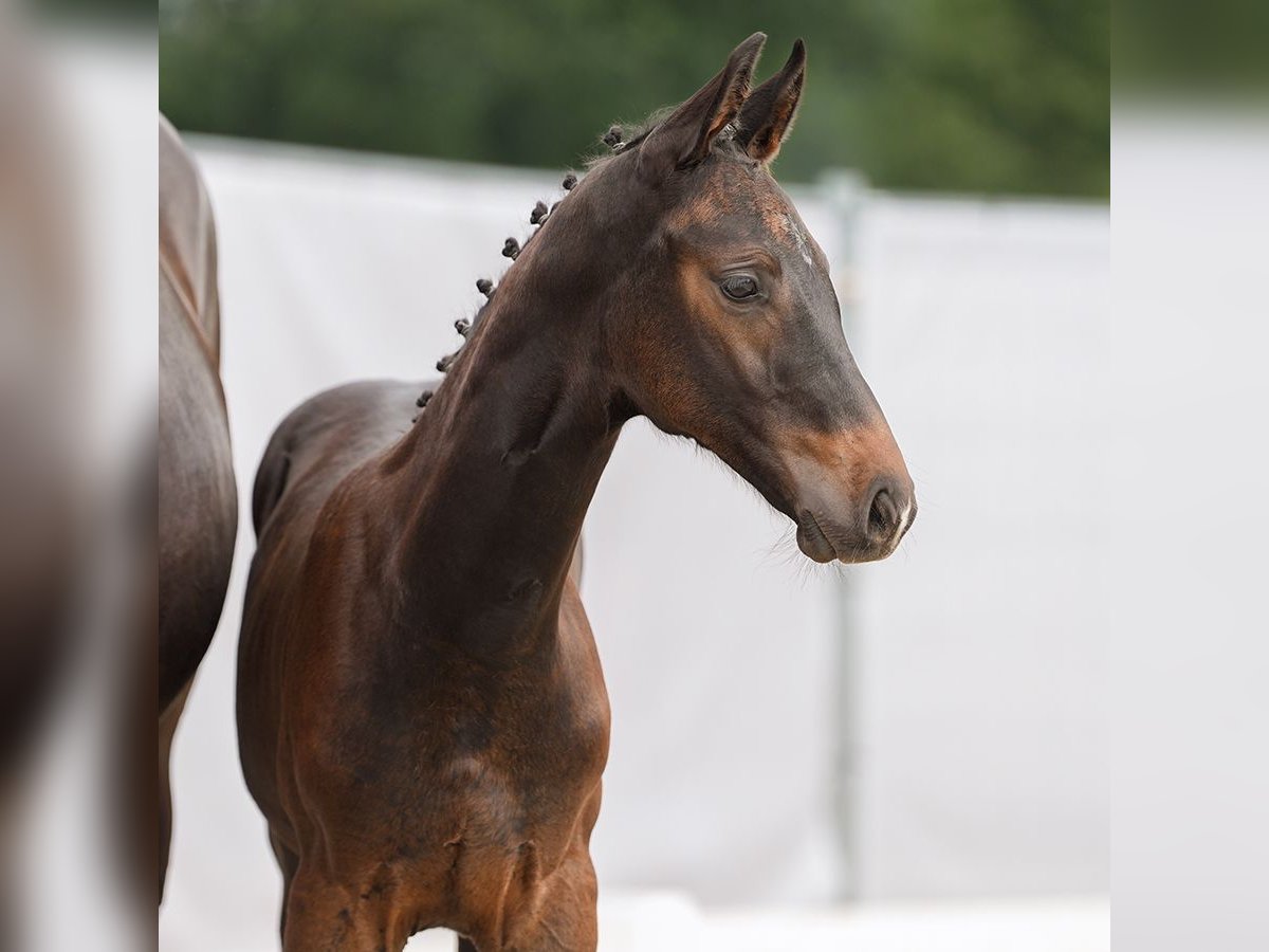 Westfaal Hengst veulen (05/2024) Zwartbruin in Münster-Handorf