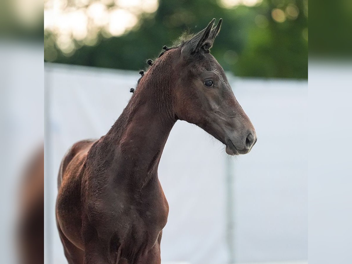 Westfaal Hengst veulen (05/2024) Zwartbruin in Münster-Handorf