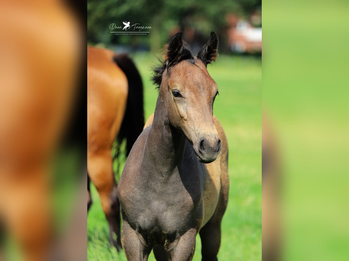 Westfaal Hengst veulen (04/2024) Zwartschimmel in Neuenkirchen