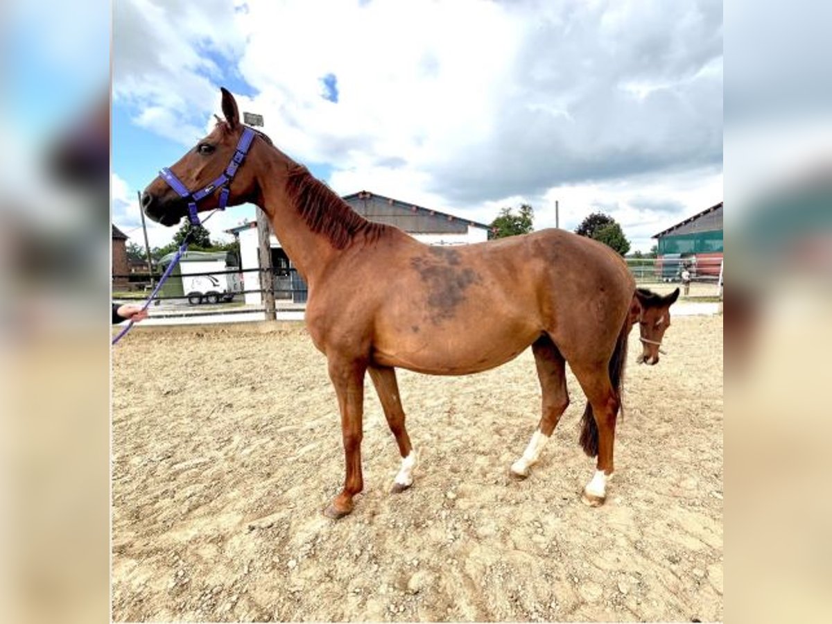 Westfaal Merrie 10 Jaar 165 cm Donkere-vos in Lippetal