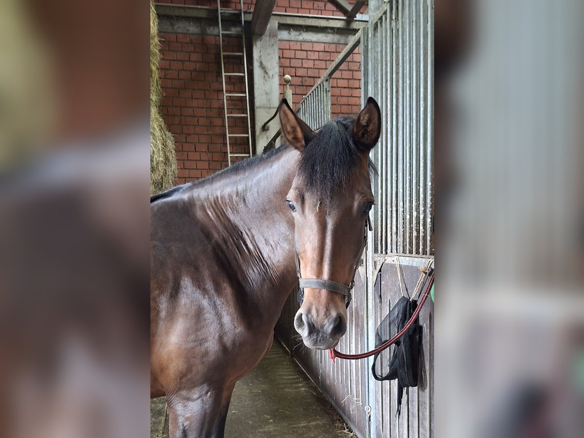 Westfaal Merrie 10 Jaar 166 cm Bruin in L&#xFC;dinghausen