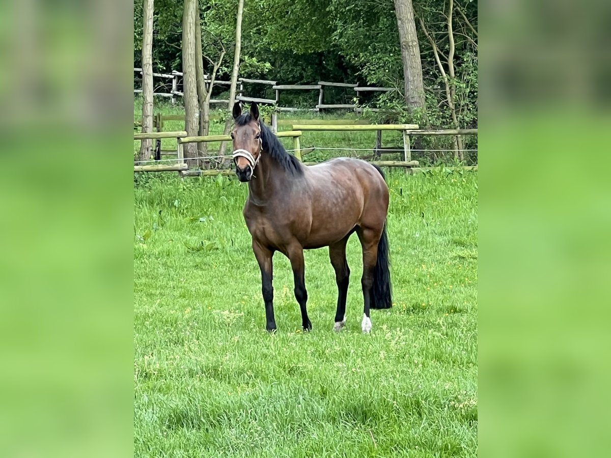 Westfaal Merrie 10 Jaar 167 cm Bruin in Laer