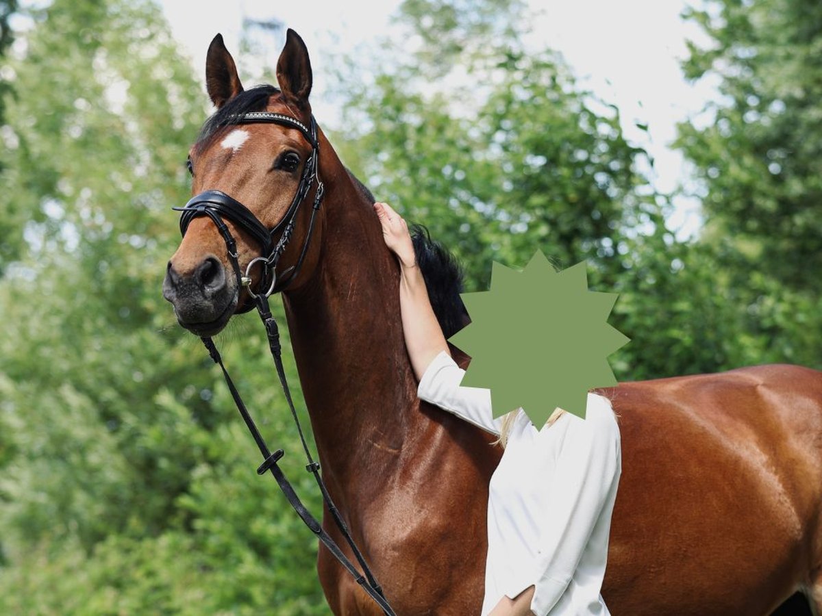 Westfaal Merrie 10 Jaar 169 cm Bruin in Haltern am See