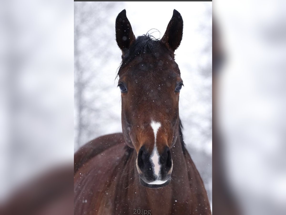 Westfaal Merrie 10 Jaar 169 cm Bruin in Wenden