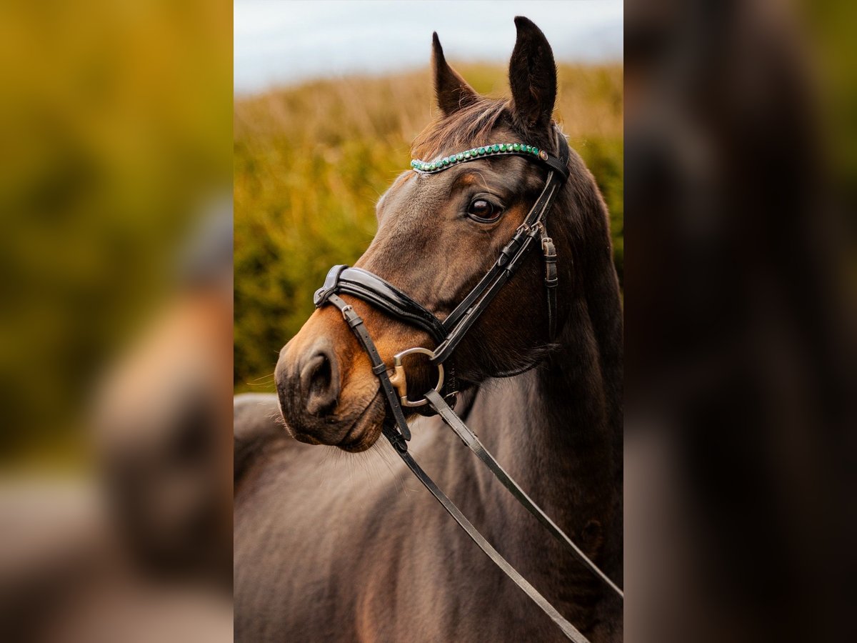 Westfaal Merrie 11 Jaar 166 cm Donkerbruin in Hohenahr