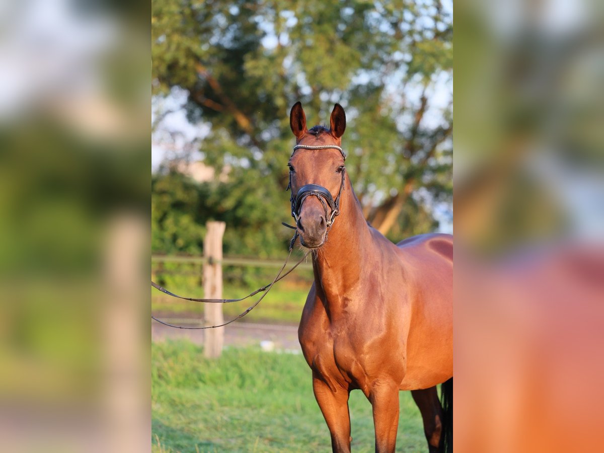 Westfaal Merrie 11 Jaar 168 cm Donkerbruin in Erwitte