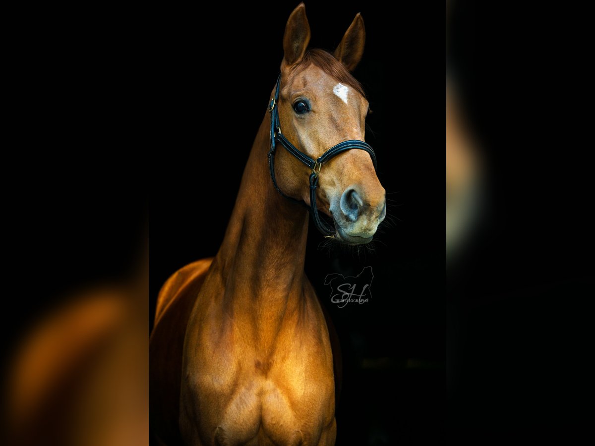 Westfaal Merrie 11 Jaar 168 cm Vos in Passau