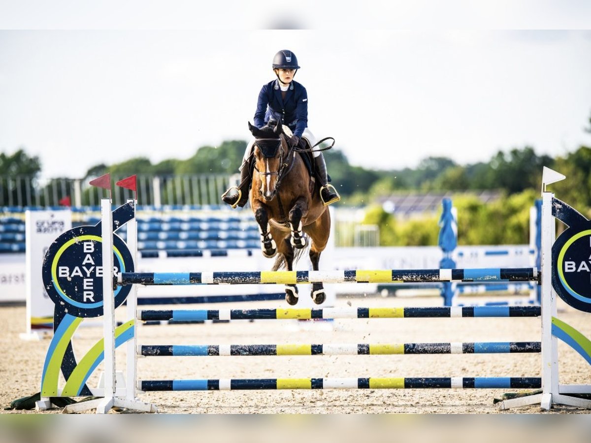 Westfaal Merrie 12 Jaar 162 cm Roodbruin in Oława