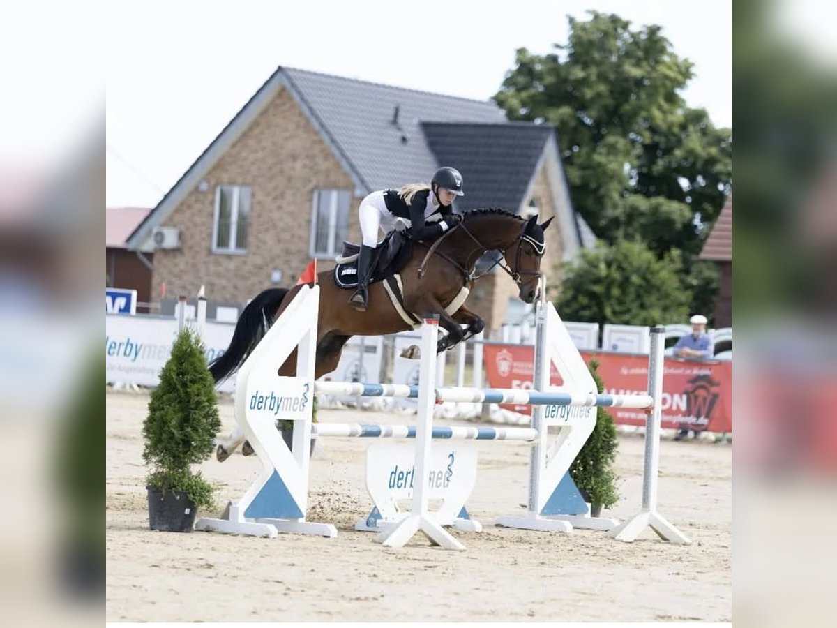 Westfaal Merrie 12 Jaar 163 cm Bruin in Drensteinfurt