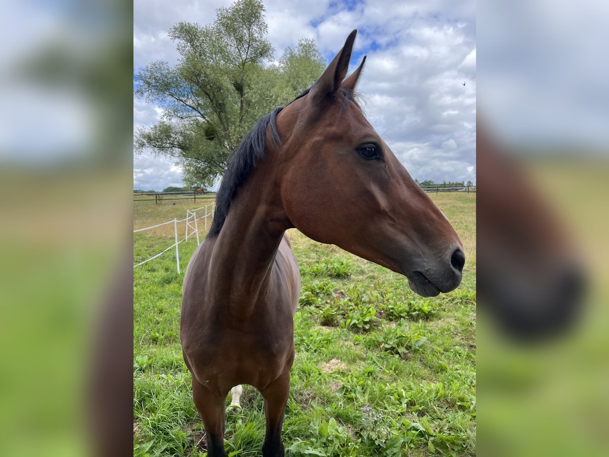 Westfaal Merrie 12 Jaar 163 cm Bruin in PSARY