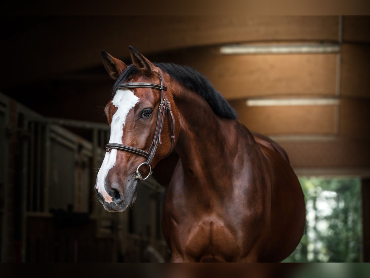 Westfaal Merrie 12 Jaar 168 cm Bruin in Weilerswist