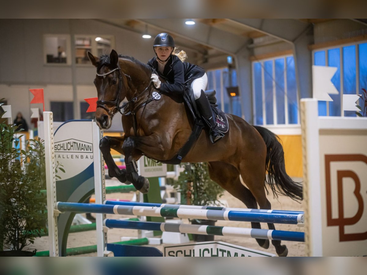 Westfaal Merrie 12 Jaar 172 cm Donkerbruin in Wachtendonk