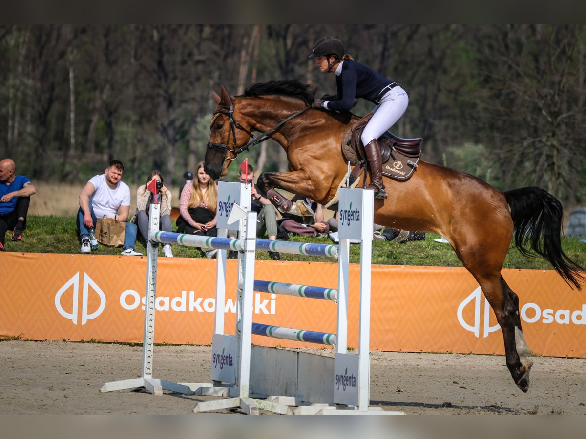 Westfaal Merrie 12 Jaar 175 cm Roodbruin in Gr&#x119;banin