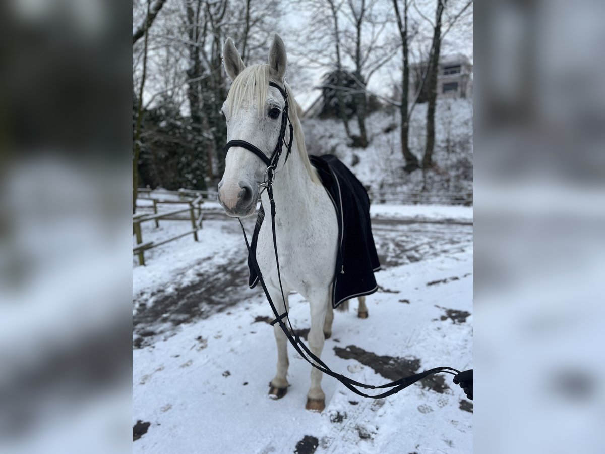 Westfaal Merrie 13 Jaar 165 cm Schimmel in Aachen