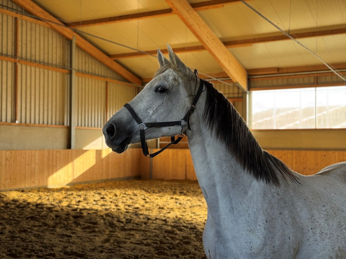 Westfaal Merrie 13 Jaar 167 cm Schimmel in Weilerswist