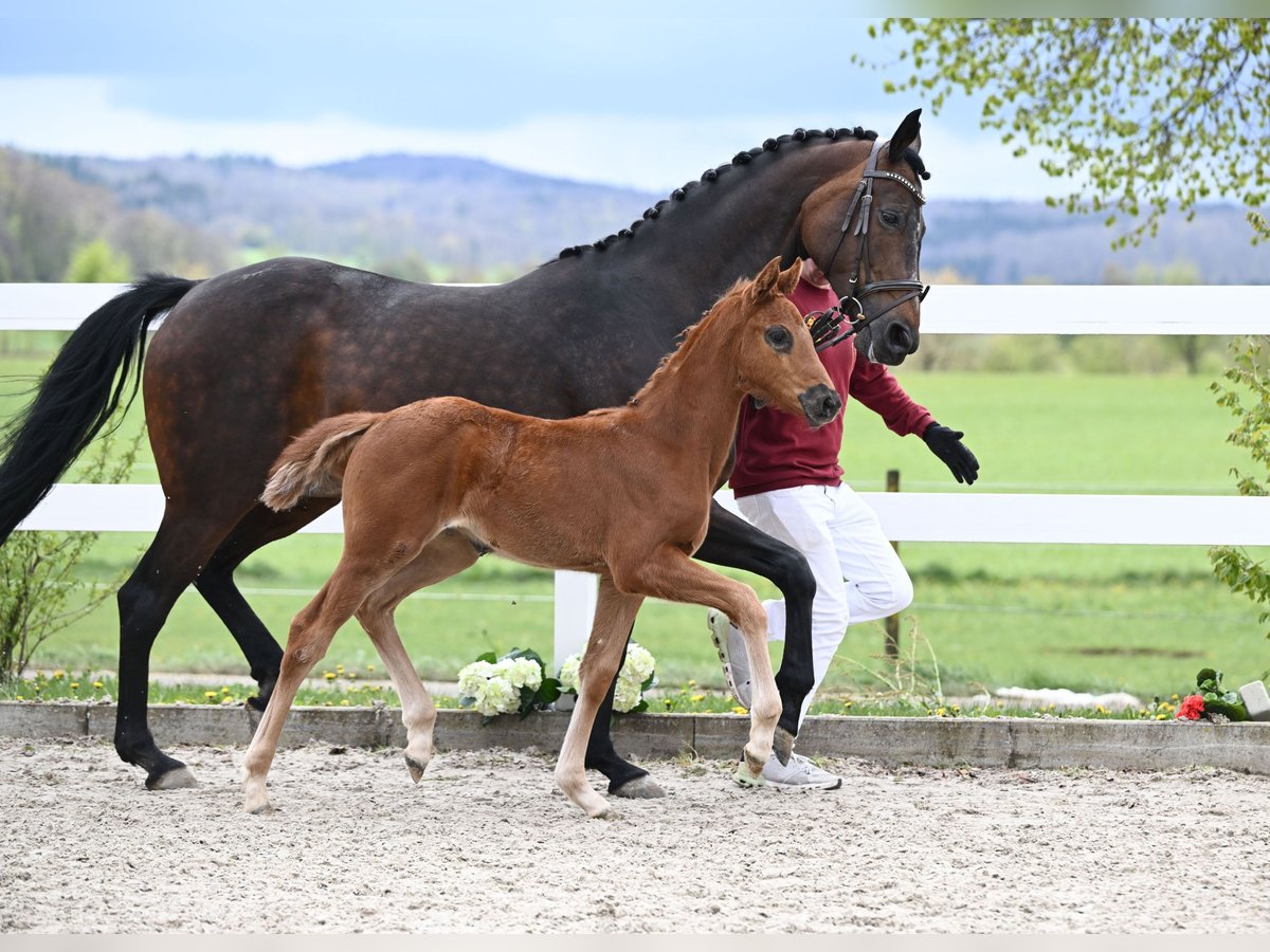 Westfaal Merrie 13 Jaar 169 cm Bruin in Illertissen