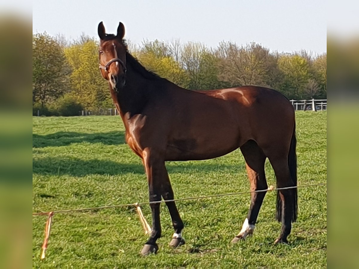 Westfaal Merrie 13 Jaar 175 cm Bruin in Bassum