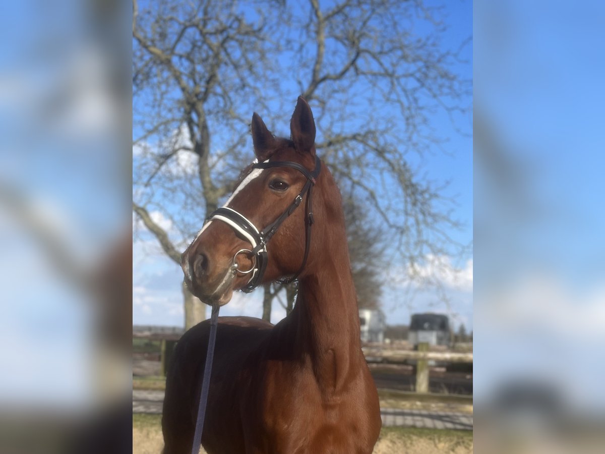 Westfaal Merrie 13 Jaar 175 cm Vos in T&#xF6;nisvorst