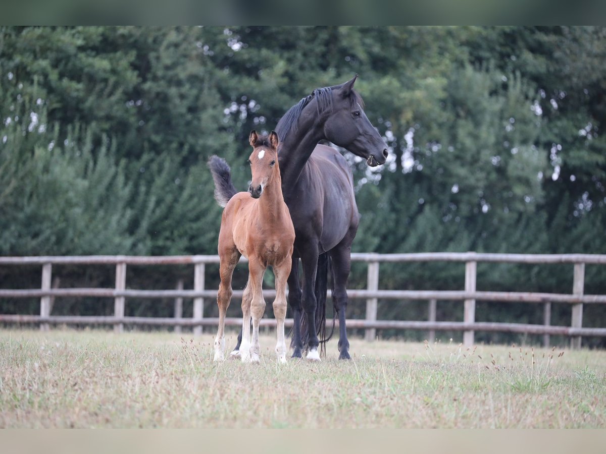 Westfaal Merrie 14 Jaar 167 cm Zwart in Ostbevern