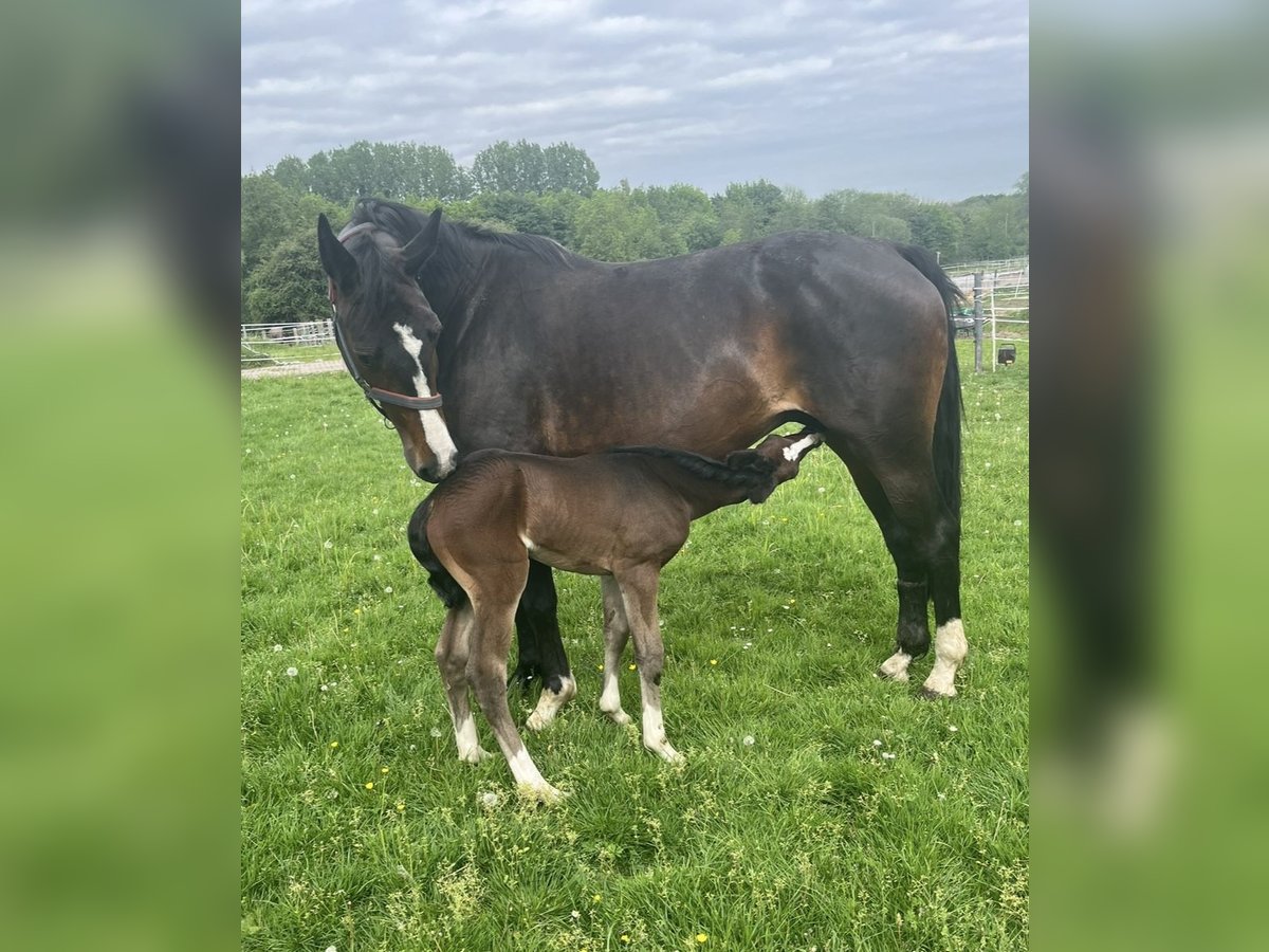 Westfaal Merrie 14 Jaar 168 cm Donkerbruin in Welver