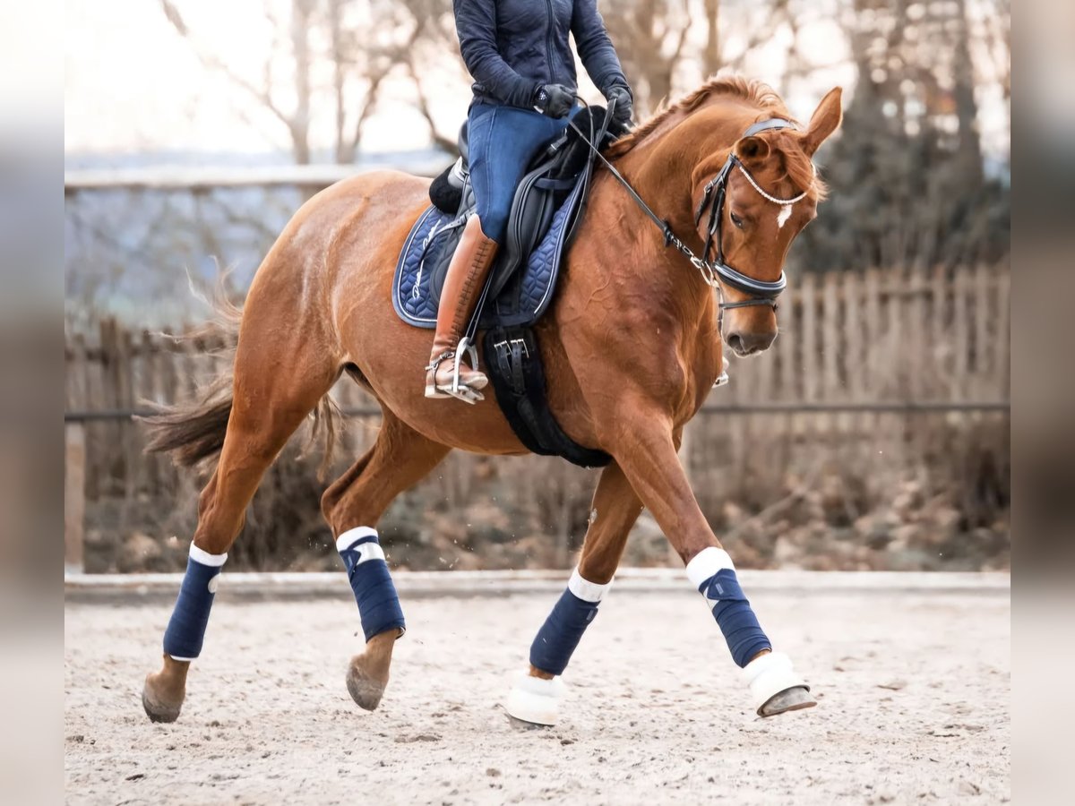 Westfaal Merrie 14 Jaar 168 cm Vos in Martfeld