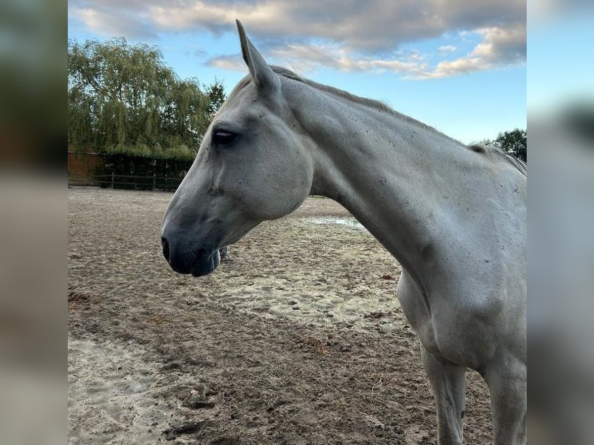 Westfaal Merrie 14 Jaar 172 cm Schimmel in Lastrup