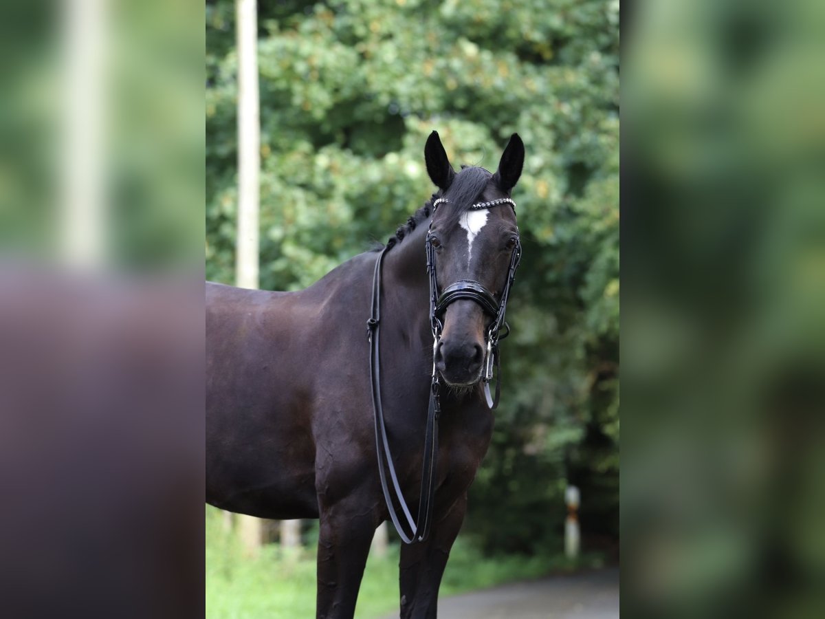 Westfaal Merrie 15 Jaar 169 cm Zwart in Stolberg (Rheinland)