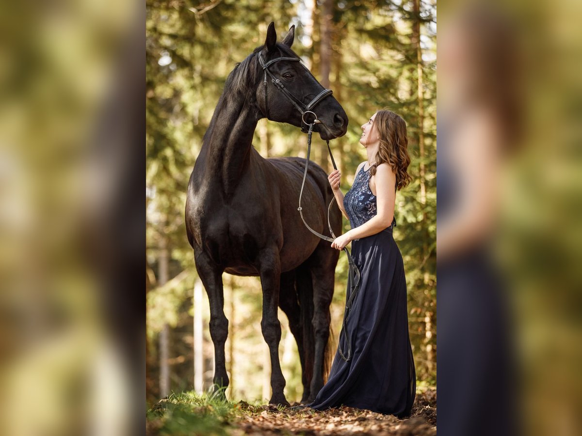 Westfaal Merrie 15 Jaar 170 cm Zwart in Aurachkirchen