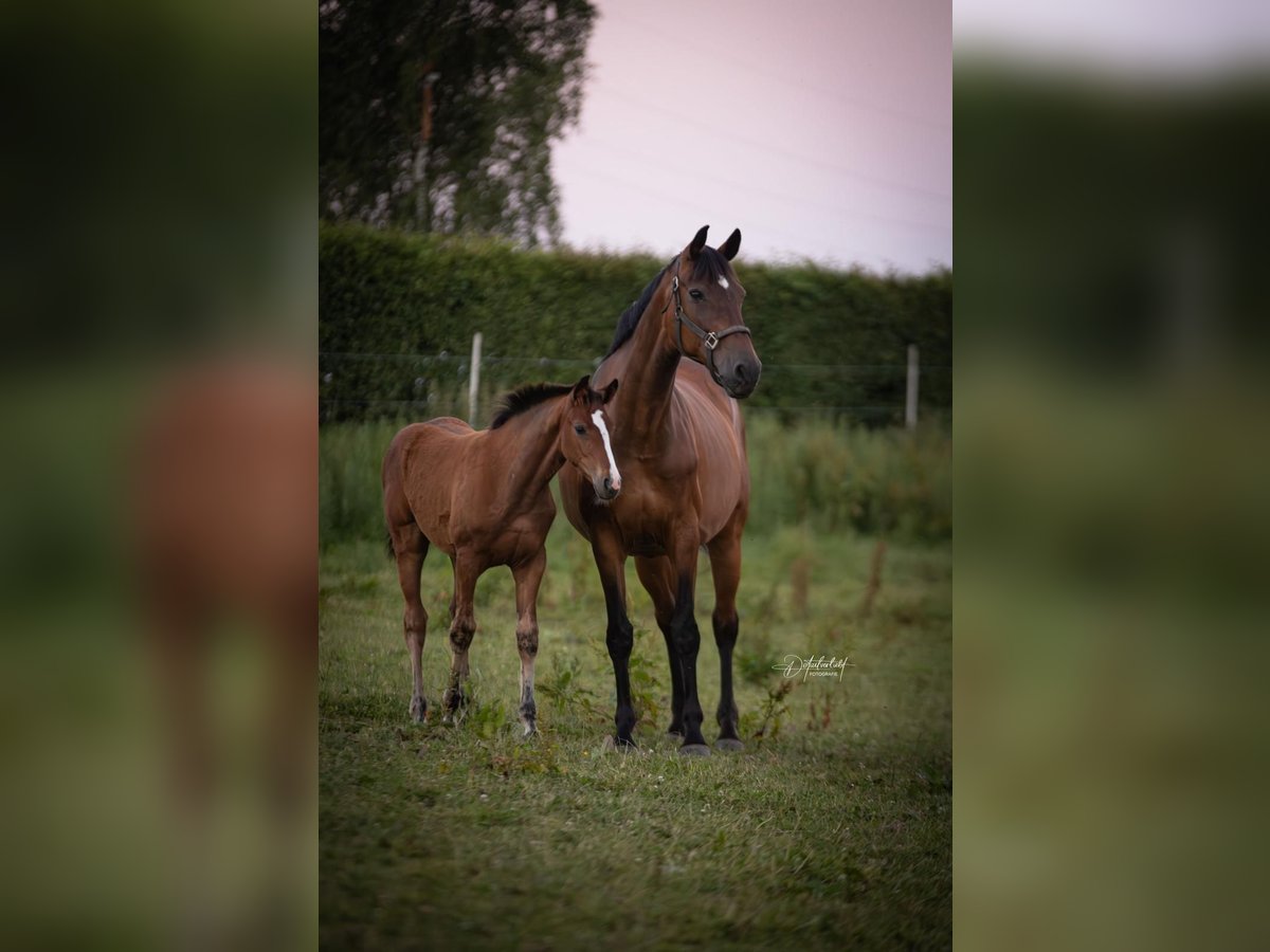 Westfaal Merrie 15 Jaar 172 cm Bruin in Attendorn