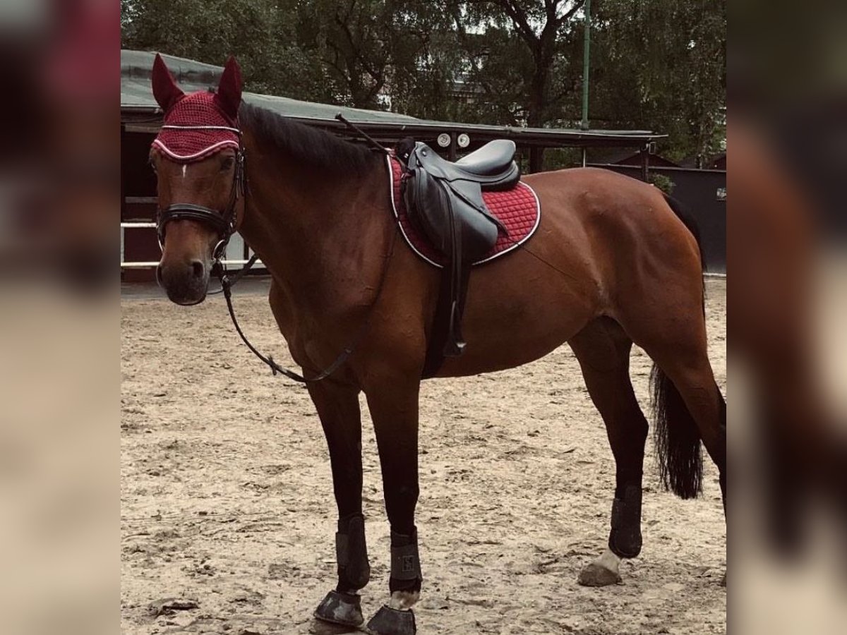 Westfaal Merrie 16 Jaar 163 cm Bruin in K&#xF6;ln