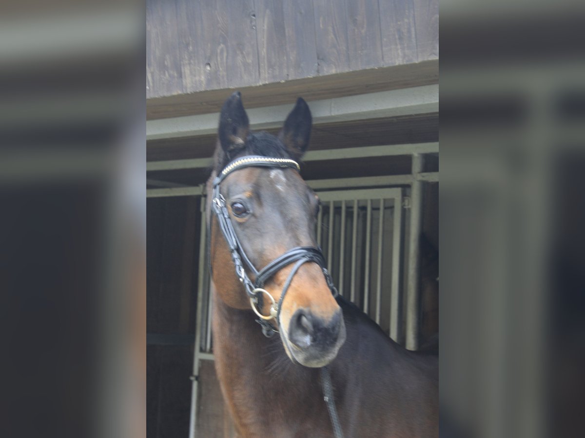 Westfaal Merrie 16 Jaar 165 cm Donkerbruin in Rosendahl