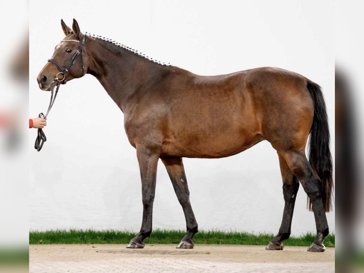 Westfaal Merrie 16 Jaar 167 cm Bruin in GROTE-BROGEL