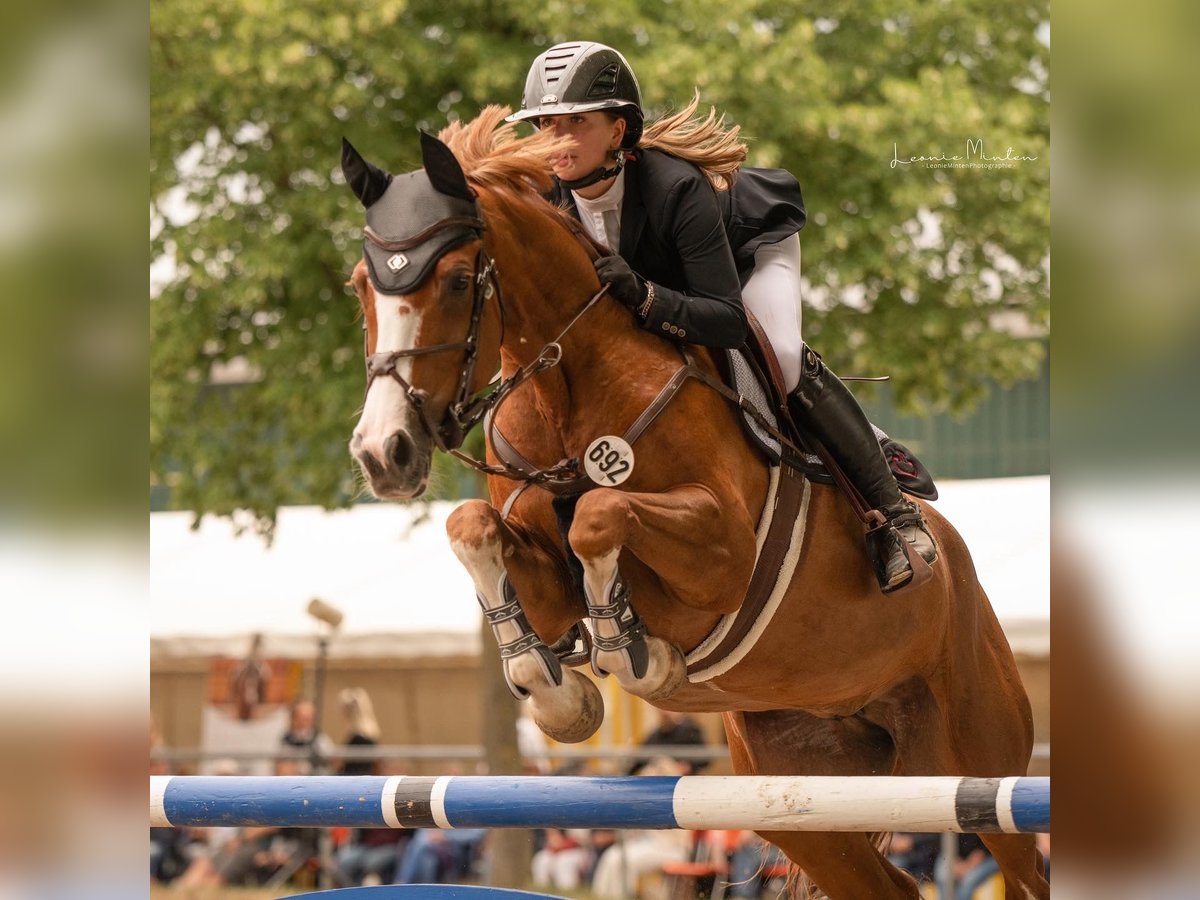 Westfaal Merrie 16 Jaar 167 cm Vos in Willich