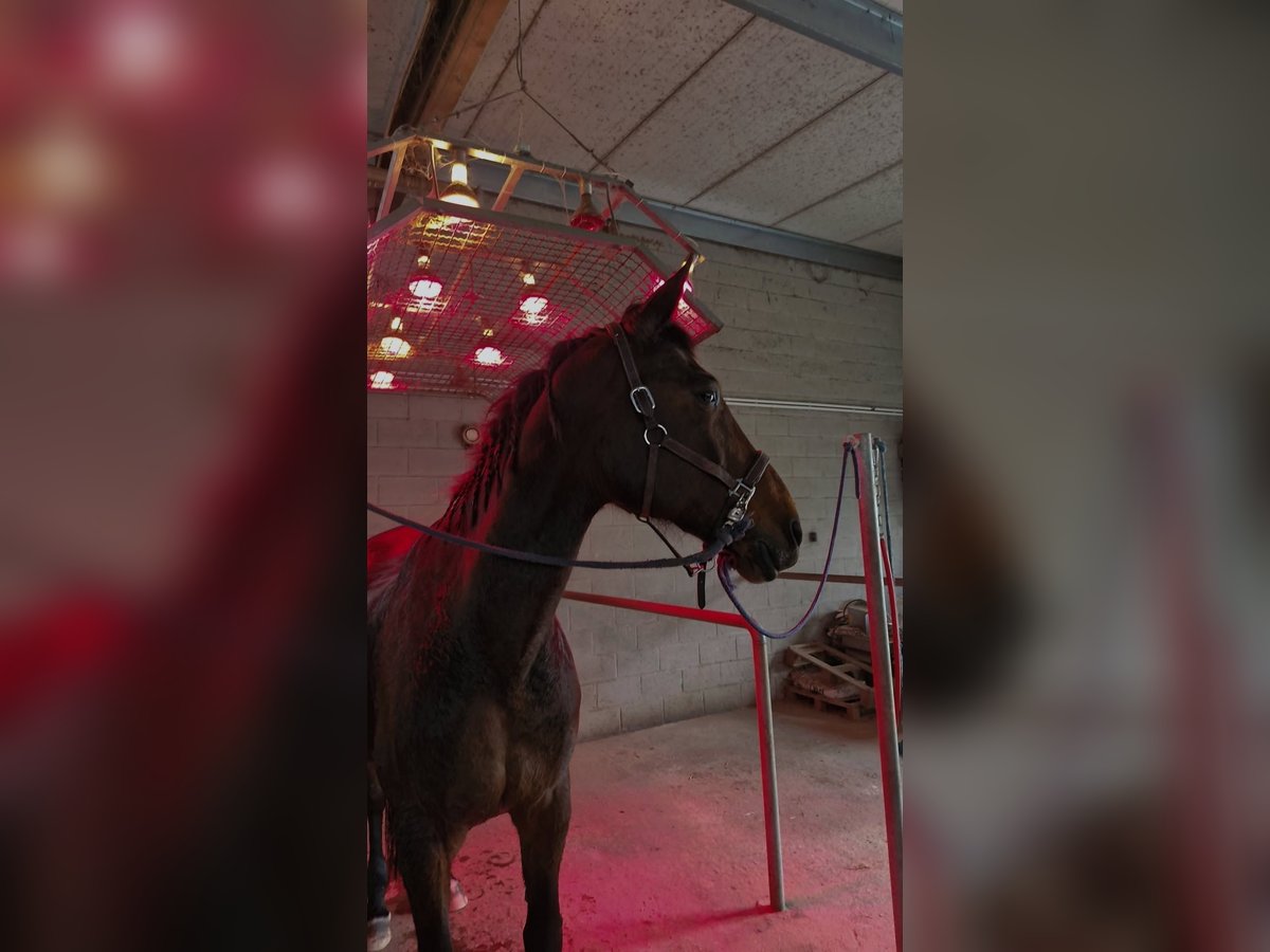 Westfaal Merrie 16 Jaar 175 cm Bruin in Br&#xFC;ggen