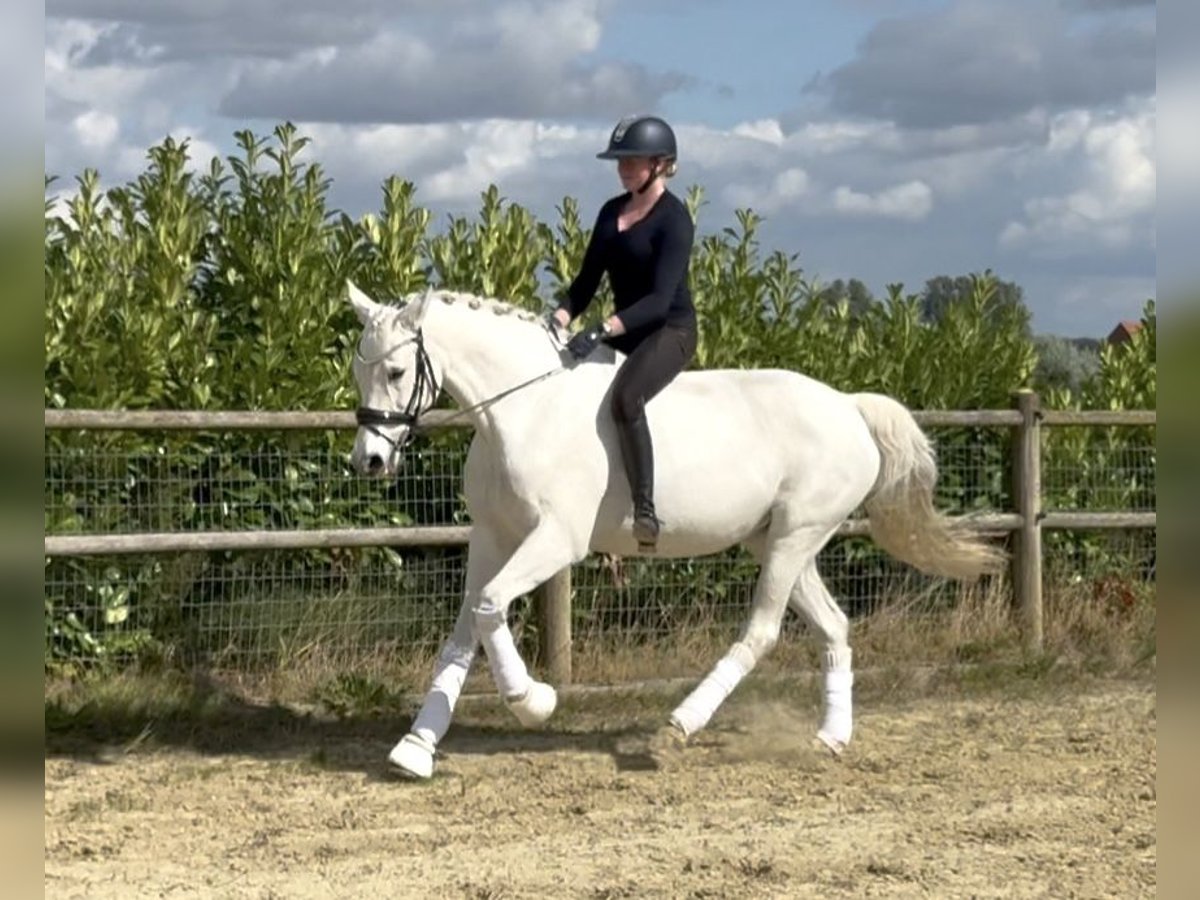 Westfaal Merrie 17 Jaar 165 cm Schimmel in Warendorf