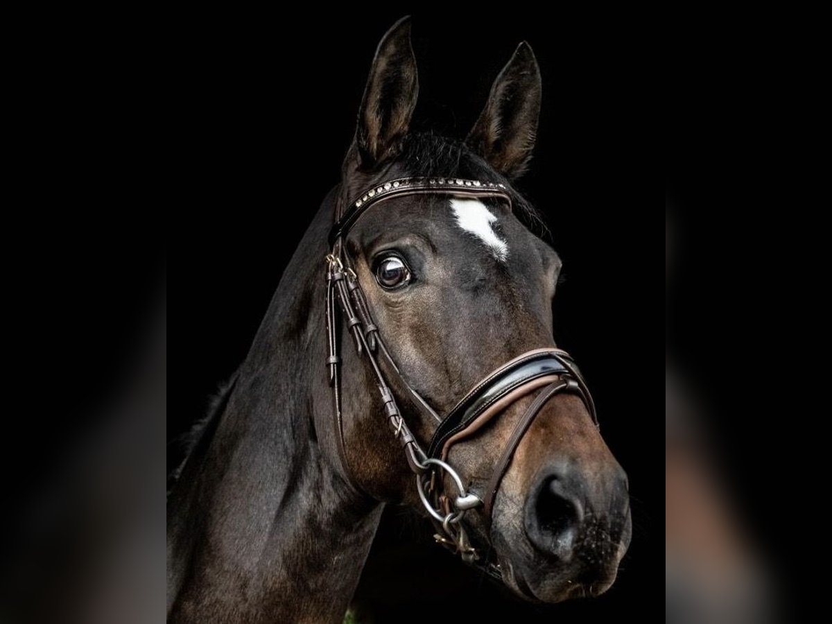 Westfaal Merrie 17 Jaar Bruin in Lilienthal