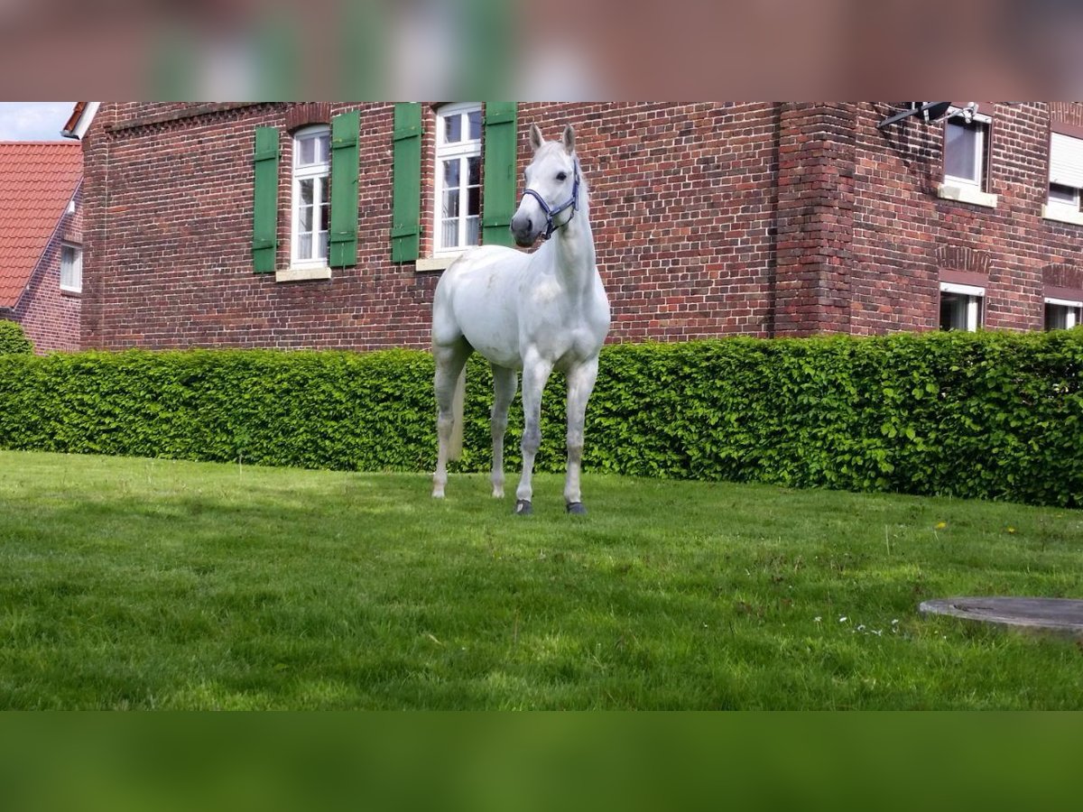 Westfaal Merrie 18 Jaar 165 cm Schimmel in Ascheberg