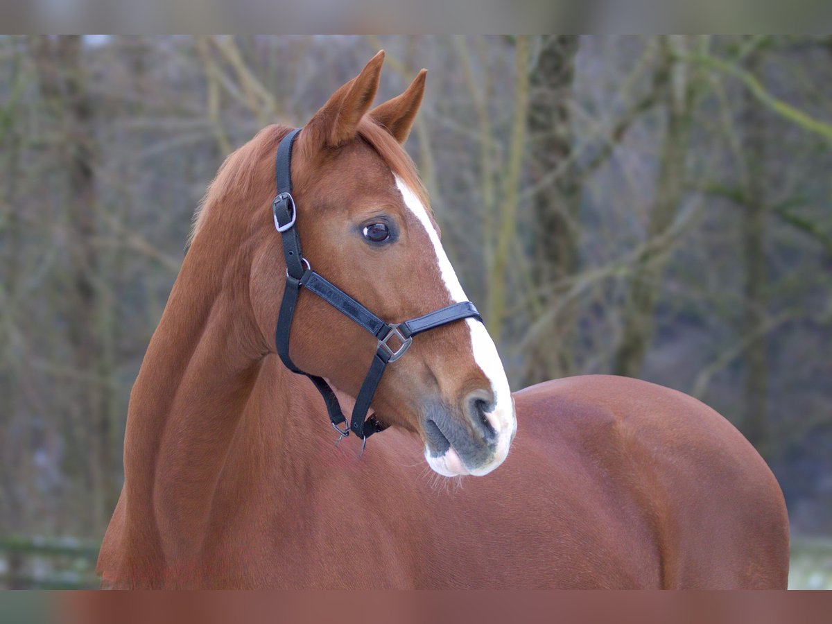 Westfaal Merrie 19 Jaar 160 cm Vos in Zolling