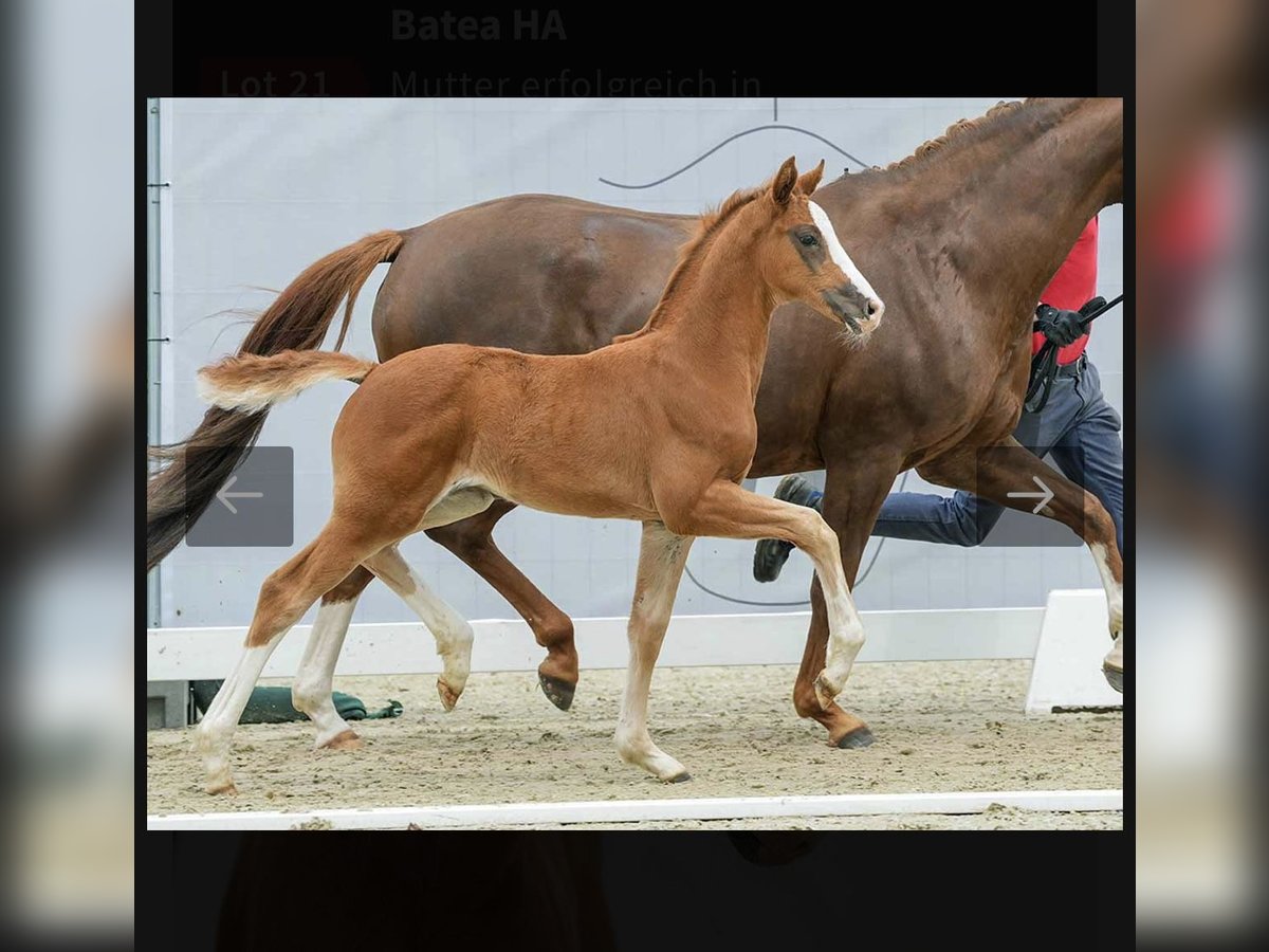 Westfaal Merrie 1 Jaar 168 cm Donkere-vos in Bad Tennstedt