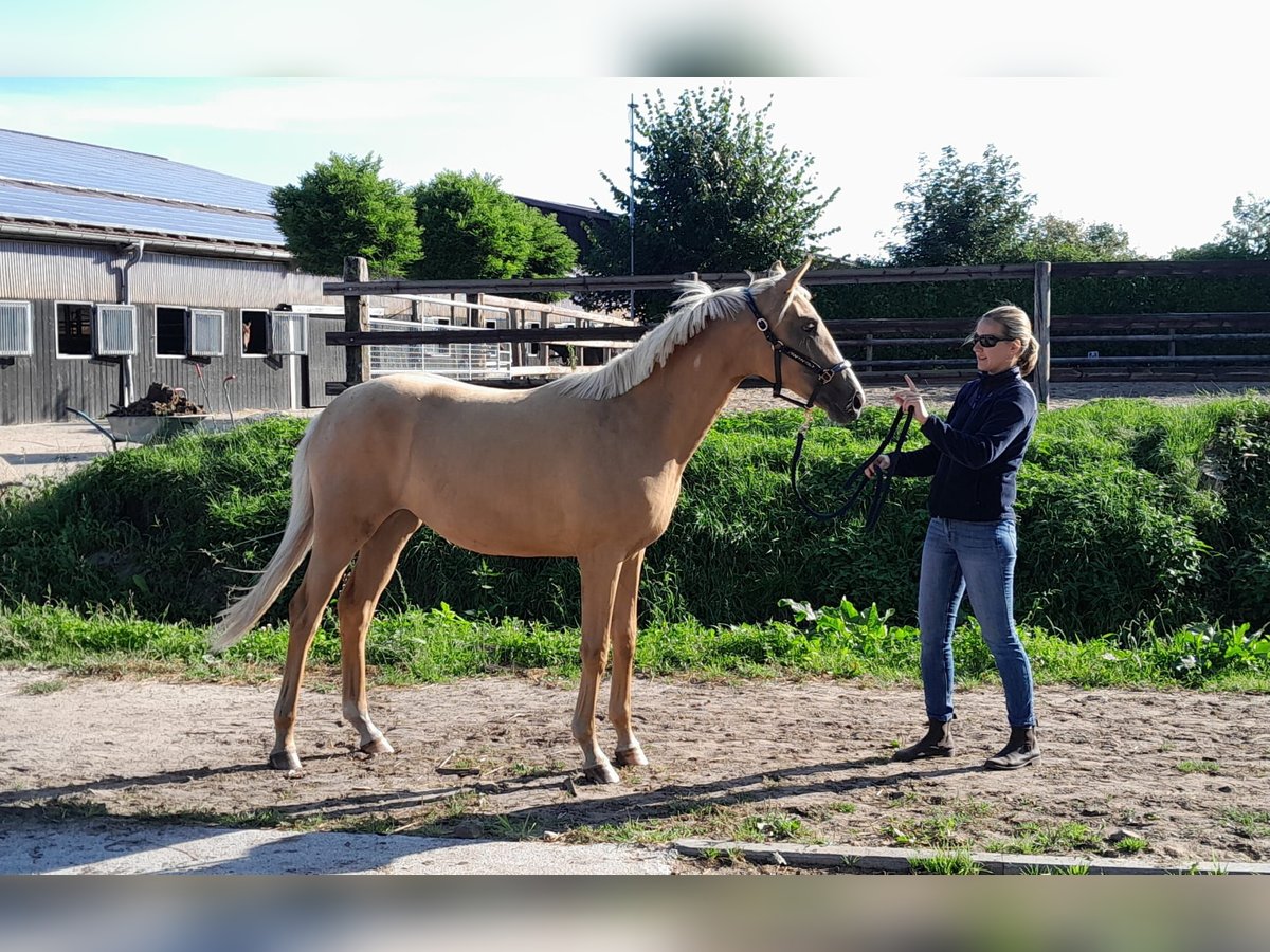 Westfaal Merrie 1 Jaar 168 cm Palomino in Hamburg