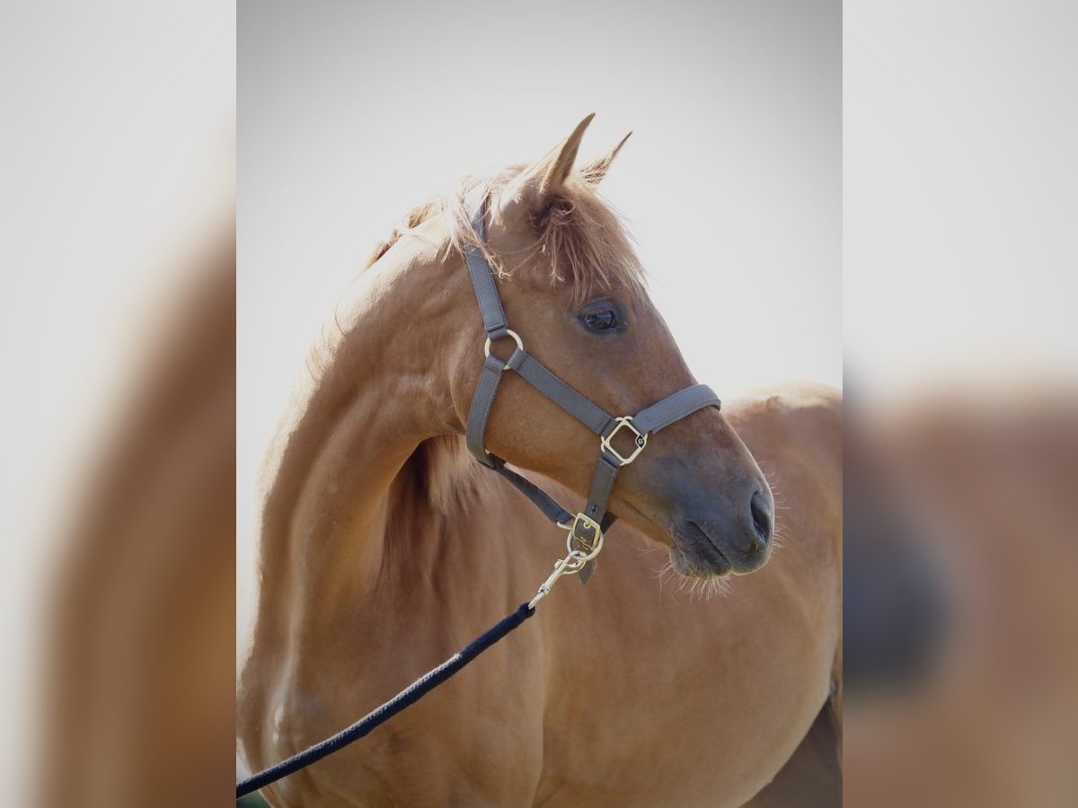 Westfaal Merrie 1 Jaar 168 cm Vos in R&#xFC;mpel