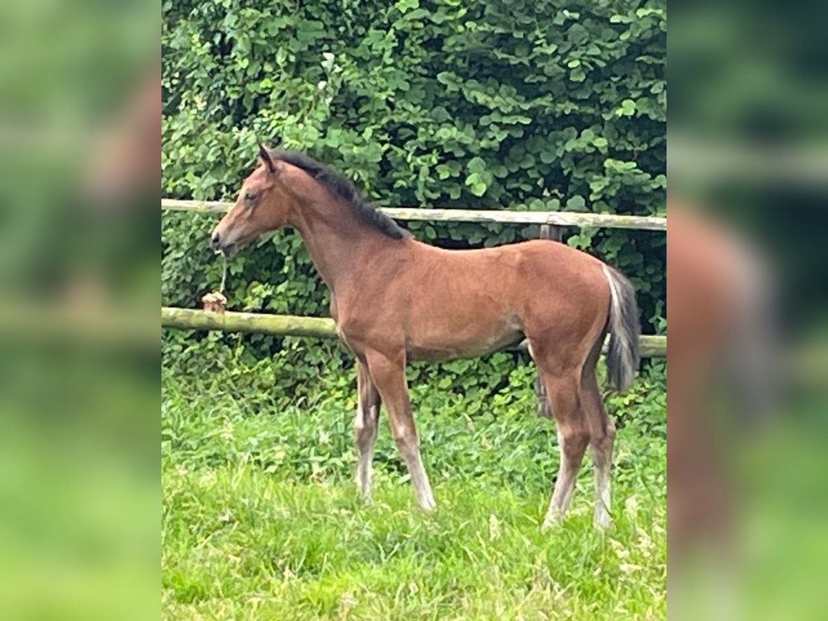 Westfaal Merrie 1 Jaar 173 cm Bruin in Wülperode