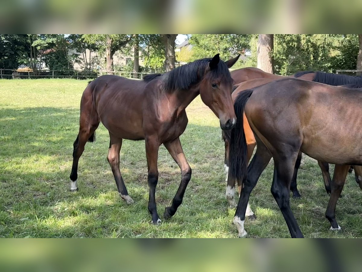 Westfaal Merrie 1 Jaar Bruin in Hamm