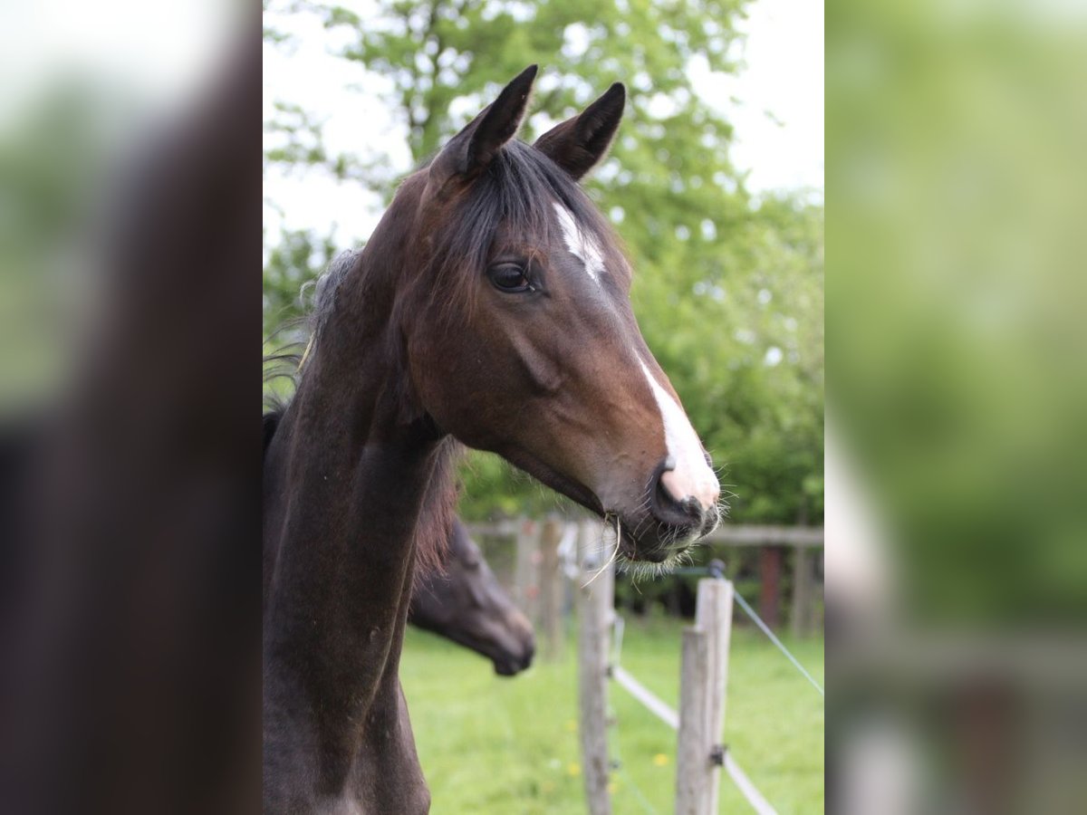 Westfaal Merrie 1 Jaar Bruin in Ennigerloh