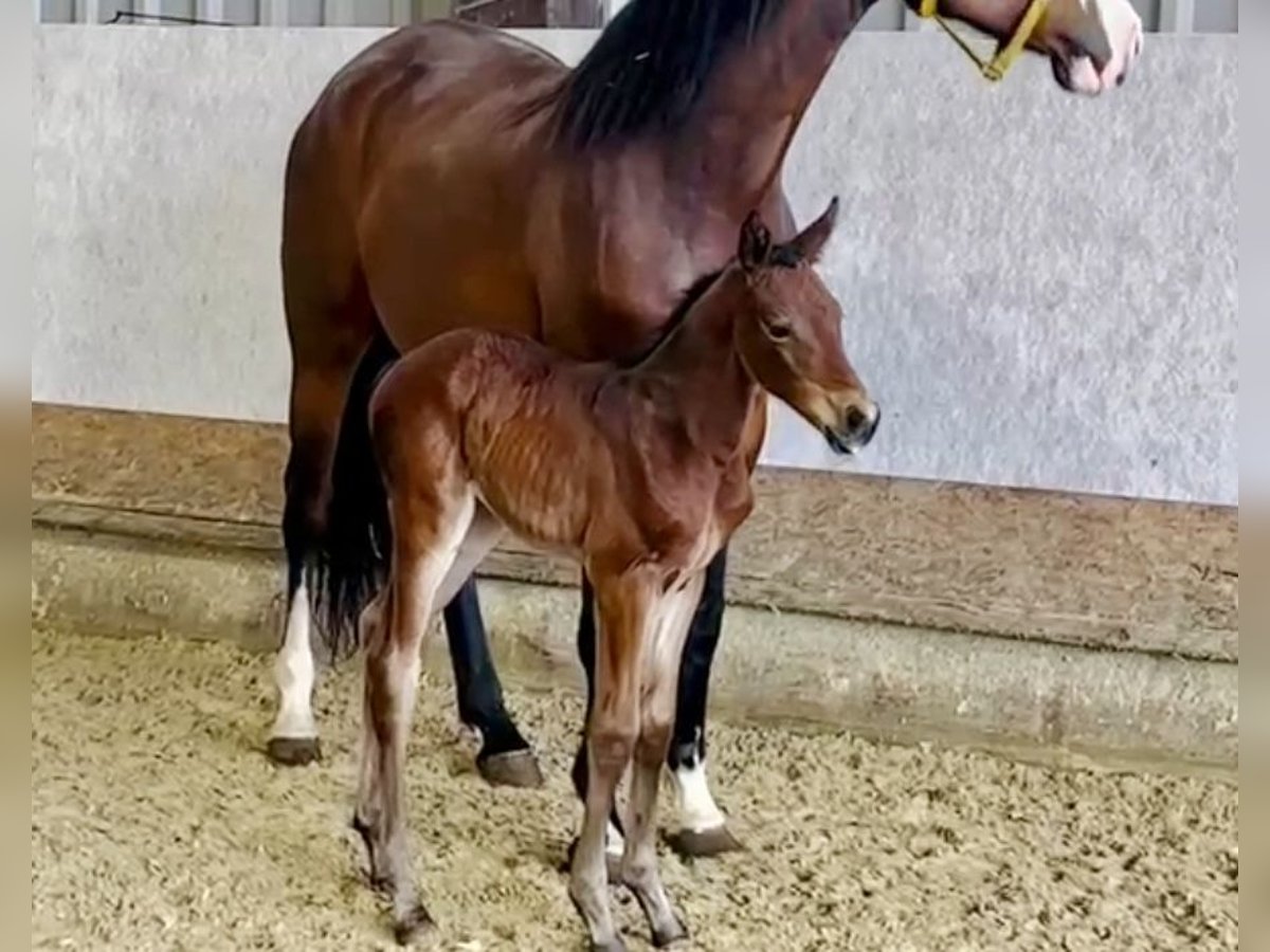 Westfaal Merrie 1 Jaar Bruin in Lindlar